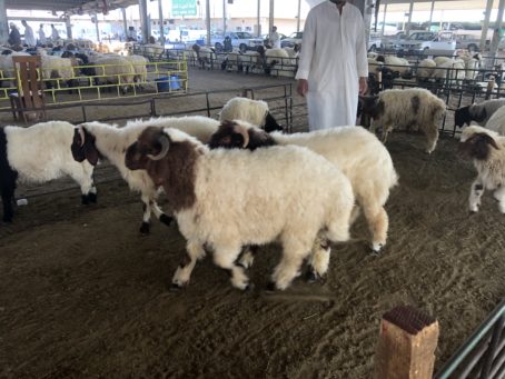 العربي التمايم ثمن شهور