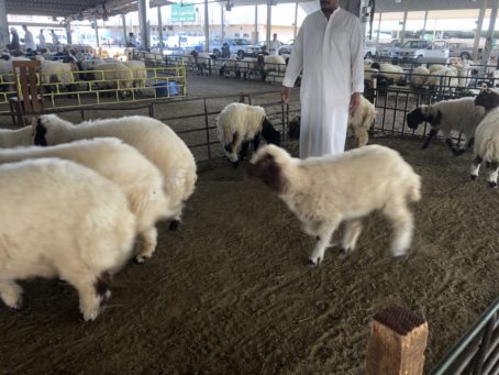 ⁦العربي التمايم ثمن شهور⁩ - الصورة ⁦2⁩